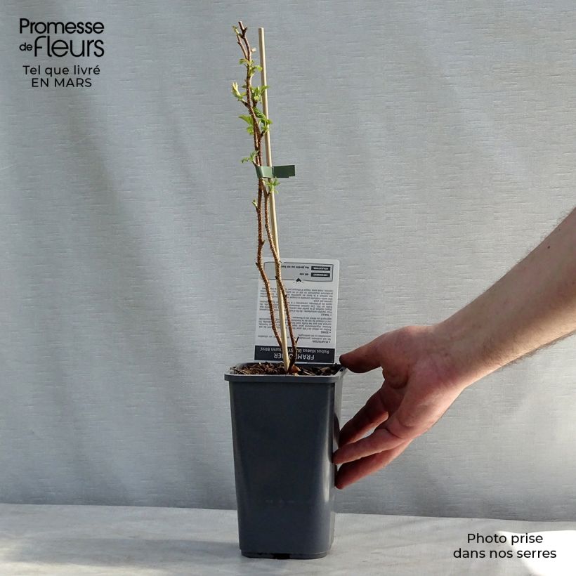 Lampone Blissy Vaso da 1,5L/2L, Multifusto esemplare consegnato in inverno