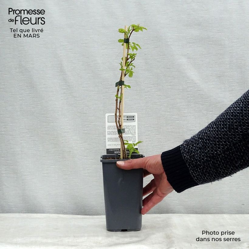 Lampone Blissy Bio Vaso da 1,5L/2L, Multifusto esemplare consegnato in primavera