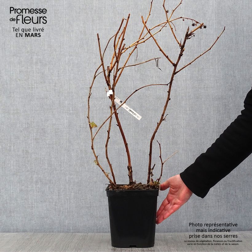 Lampone Blissy Vaso da 3L/4L esemplare consegnato in inverno