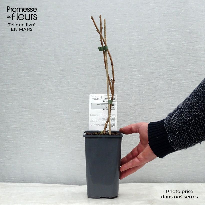 Lampone Délice de framboise ‘RUSILVA’ Vaso da 1,5L/2L, Multifusto esemplare consegnato in inverno