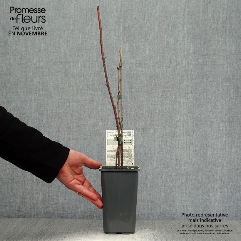 Esemplare di Lampone Délice de framboise ‘RUSILVA’ Vaso da 1,5L/2L, Multifusto come consegnato in autunno