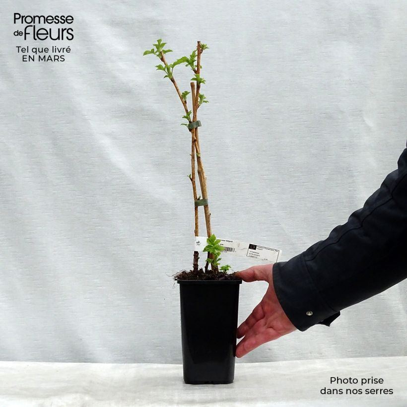 Lampone Fall Gold Vaso da 1,5L/2L esemplare consegnato in primavera