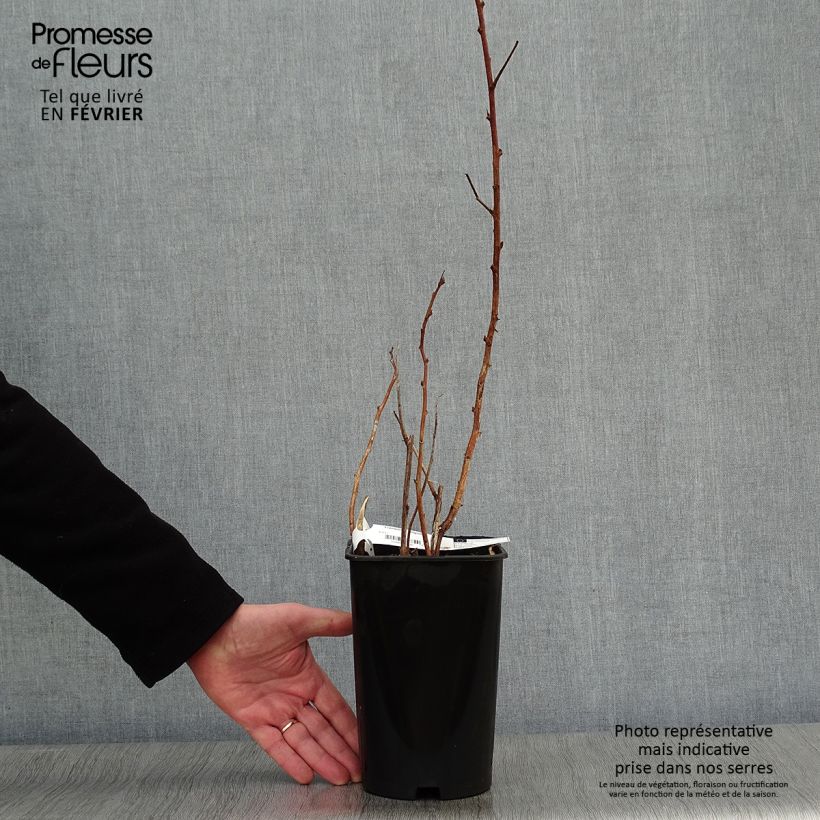 Lampone Fall Gold Vaso da 1,5L/2L esemplare consegnato in inverno