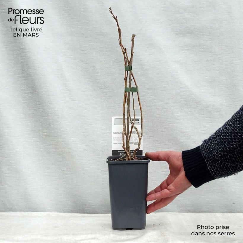 Lampone Glen Ample Bio Vaso da 1L/1,5L, Multifusto esemplare consegnato in inverno