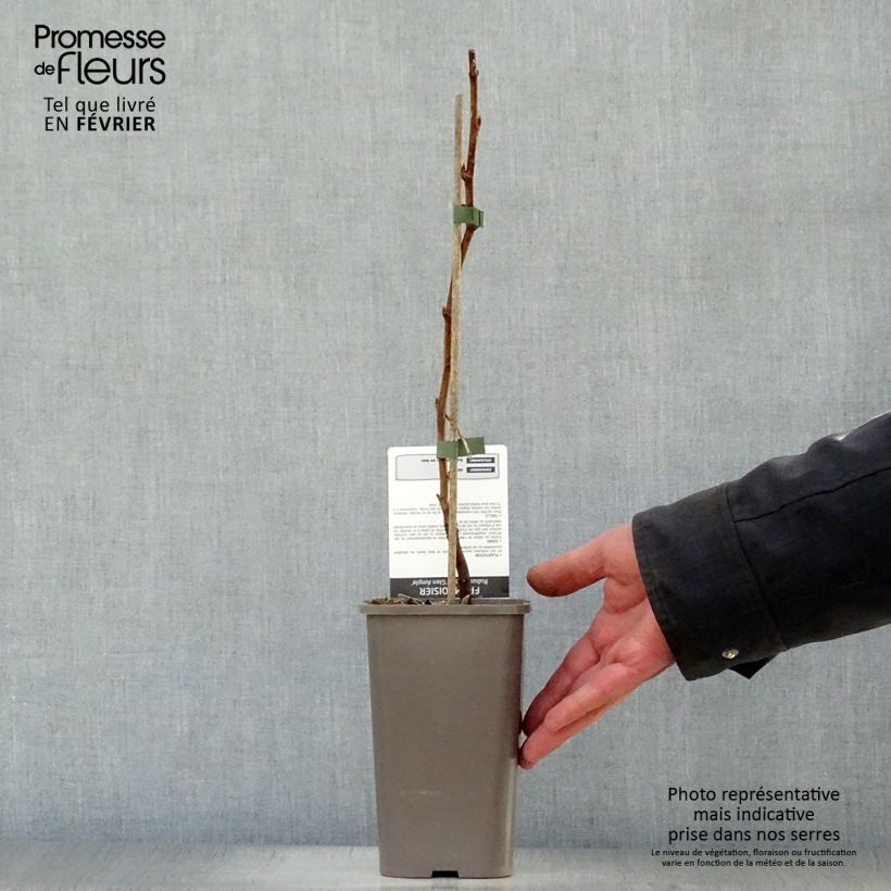 Lampone Glen Ample Vaso da 1,5L/2L, Multifusto esemplare consegnato in inverno