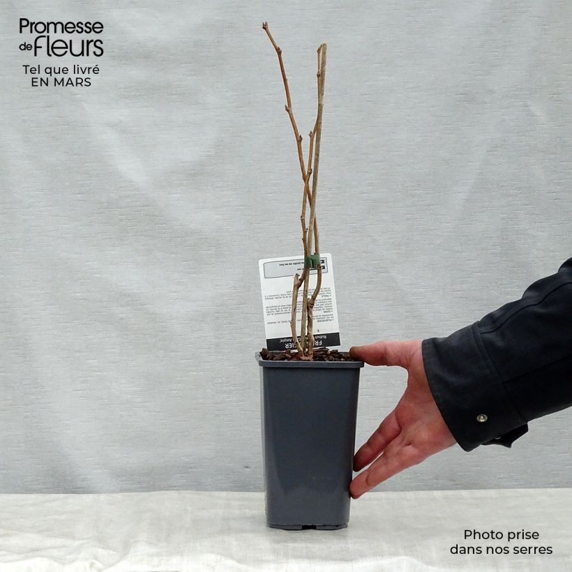 Lampone Glen Ample Vaso da 1,5L/2L, Multifusto esemplare consegnato in primavera