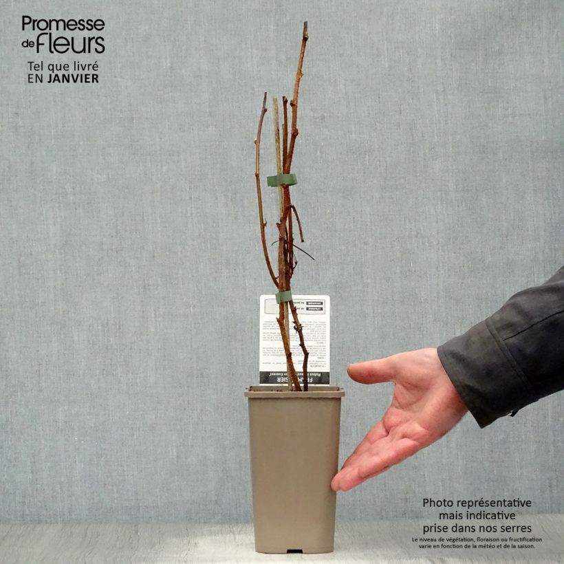 Lampone giallo Golden Everest Vaso da 1,5L/2L, Multifusto esemplare consegnato in inverno