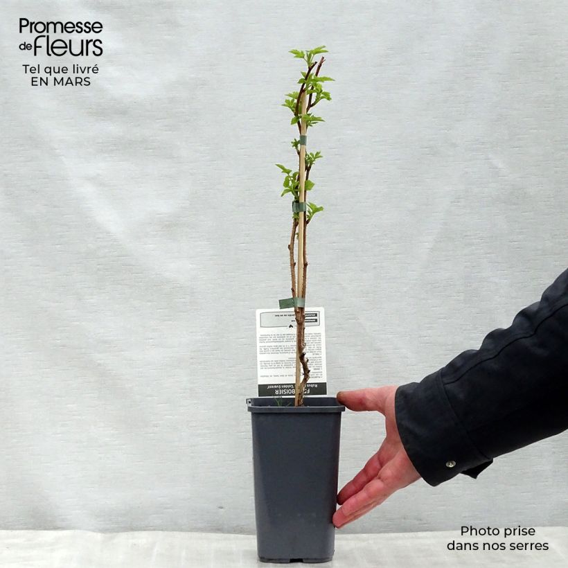 Lampone giallo Golden Everest Vaso da 1,5L/2L, Multifusto esemplare consegnato in primavera