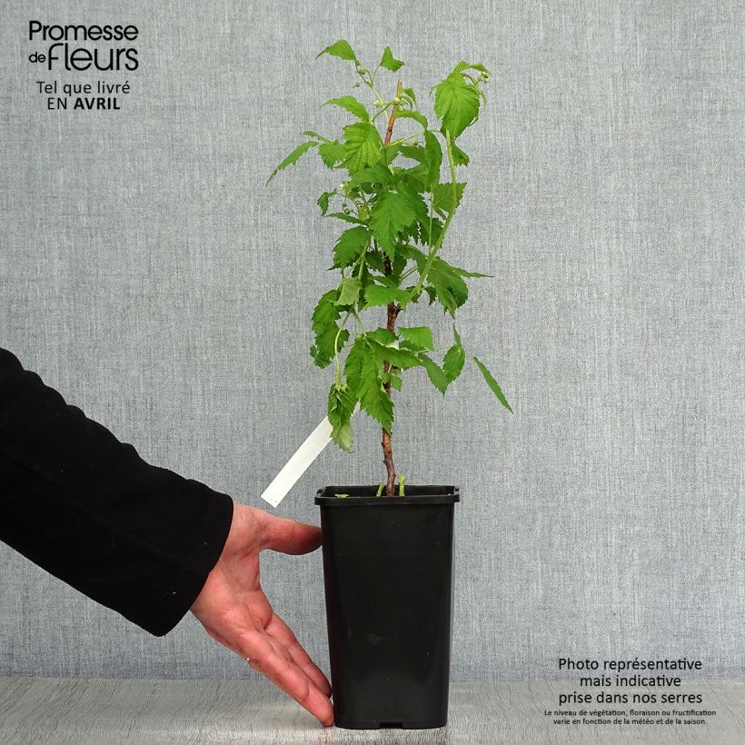 Lampone nano Lowberry Goodasgold Vaso da 1,5L/2L, Multifusto esemplare consegnato in primavera