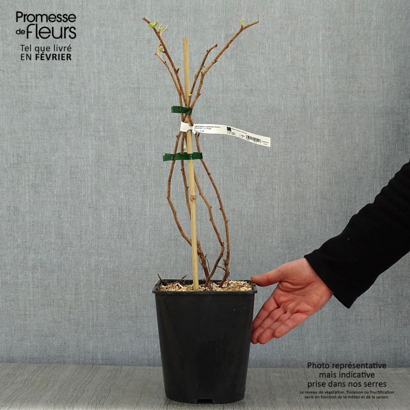 Lampone Groovy (Jdeboer005) Vaso da 2L/3L, Multifusto esemplare consegnato in inverno