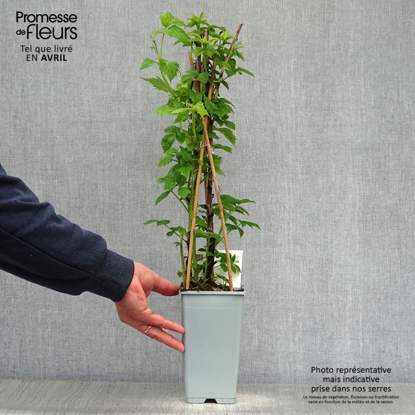 Lampone Heritage Vaso da 1,5L/2L, Multifusto esemplare consegnato in primavera