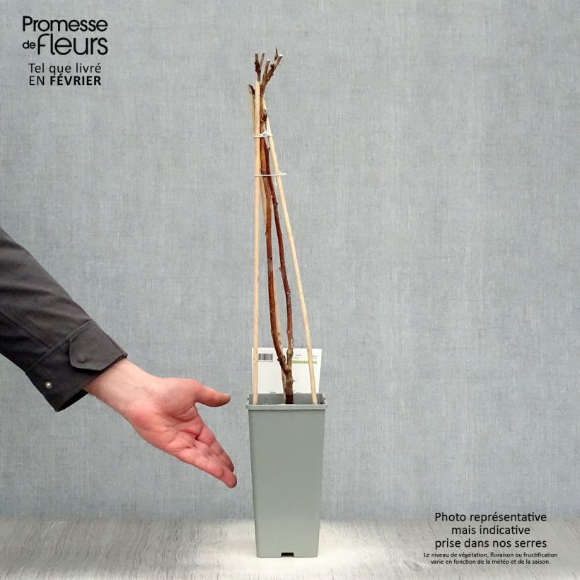 Lampone Heritage Vaso da 1,5L/2L, Multifusto esemplare consegnato in inverno