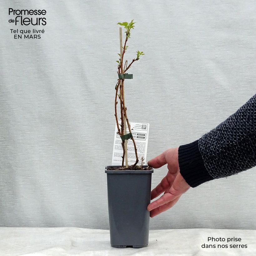 Lampone Heritage Bio Vaso da 1,5L/2L, Multifusto esemplare consegnato in primavera