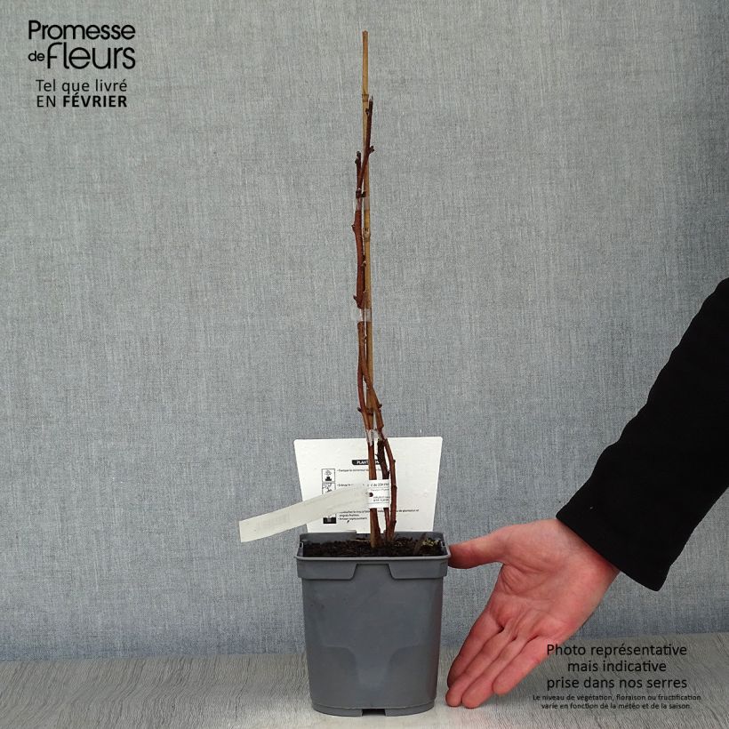 Lampone Magnific Delbard 'Delmes' Vaso da 2L/3L, Multifusto esemplare consegnato in inverno