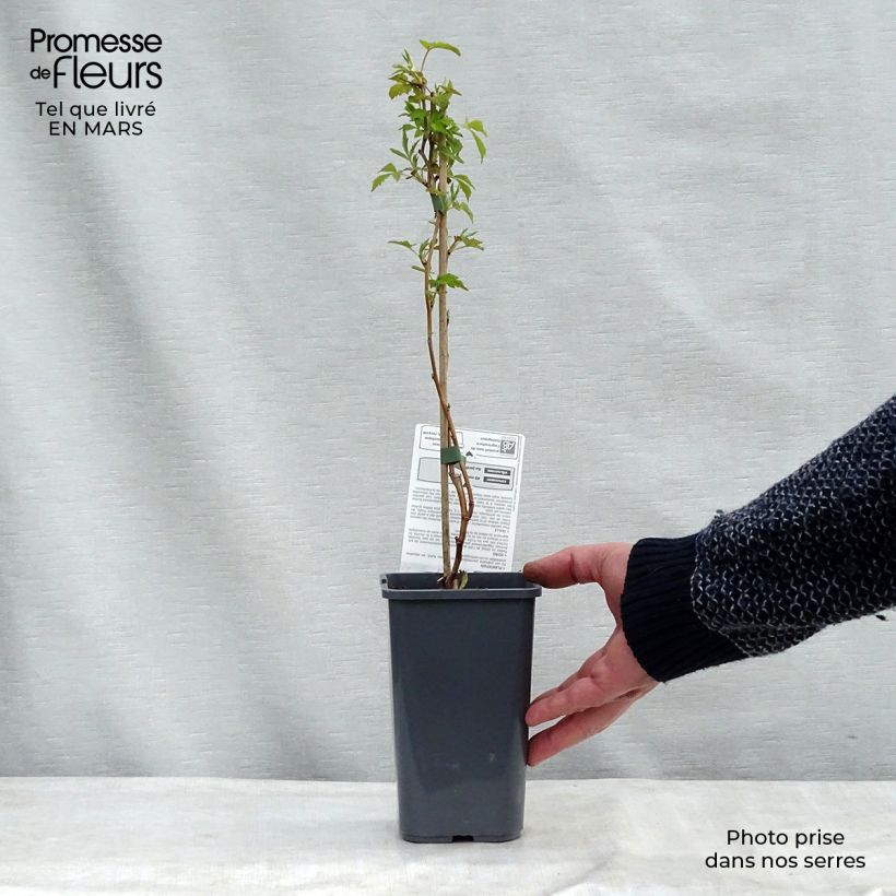 Lampone Autumn Happy 'Malling Happy' Vaso da 1,5L/2L, A cespuglio esemplare consegnato in inverno