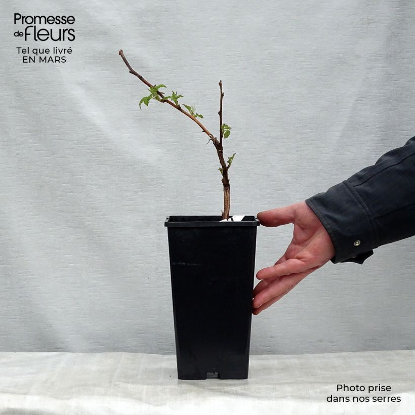 Lampone Malling promise Vaso da 1,5L/2L esemplare consegnato in primavera