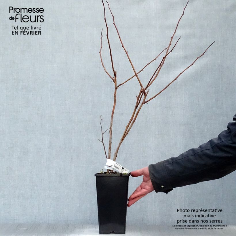 Lampone Malling promise Vaso da 1,5L/2L esemplare consegnato in inverno