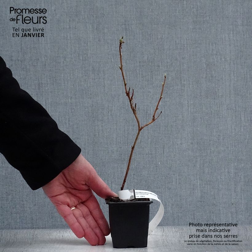 Lampone Malling promise Vasetto da 8/9 cm esemplare consegnato in inverno