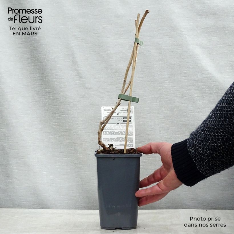 Lampone Marastar Bio Vaso da 1,5L/2L, Multifusto esemplare consegnato in primavera