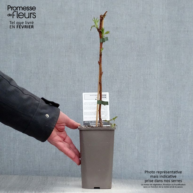 Lampone Marastar Vaso da 1,5L/2L, Multifusto esemplare consegnato in inverno