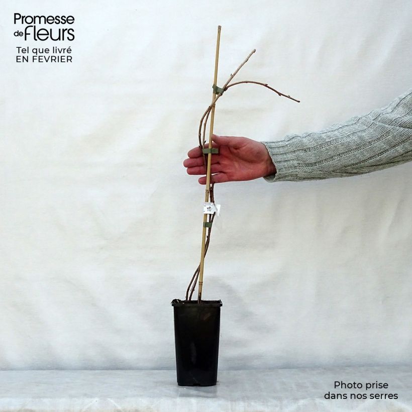 Lampone Meker Vaso da 1,5L/2L esemplare consegnato in inverno