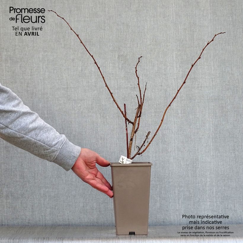 Lampone Meker Vaso da 1,5L/2L esemplare consegnato in primavera