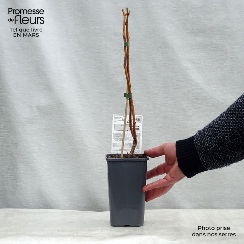 Lampone Paris Bio Vaso da 1,5L/2L, Multifusto esemplare consegnato in inverno