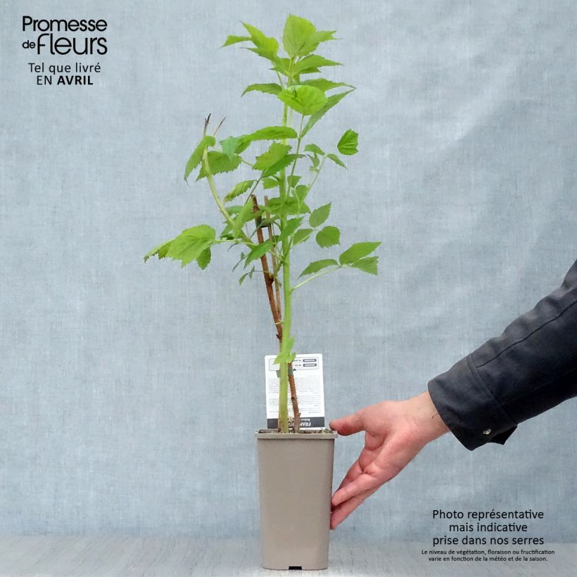 Lampone Paris Vaso da 1L/1,5L, Multifusto esemplare consegnato in primavera