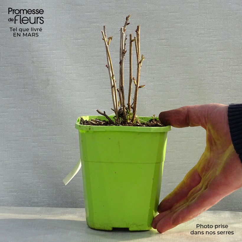 Lampone Rustica Vaso da 1L/1,5L, Multifusto esemplare consegnato in primavera