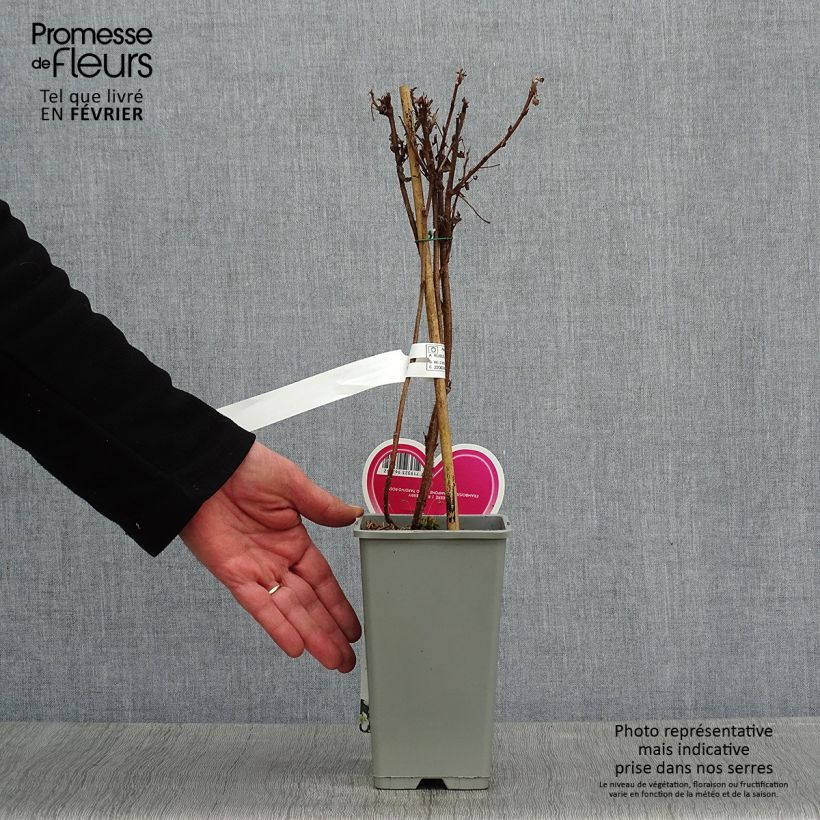 Lampone Schönemann Vaso da 1,5L/2L, A cespuglio esemplare consegnato in inverno