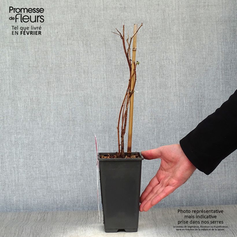 Lampone Tulameen Vaso da 2L/3L, A cespuglio esemplare consegnato in inverno