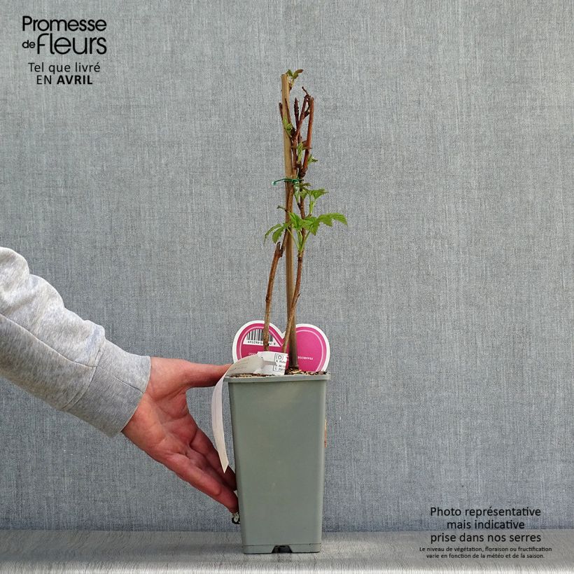 Lampone Tulameen Vaso da 2L/3L, A cespuglio esemplare consegnato in primavera