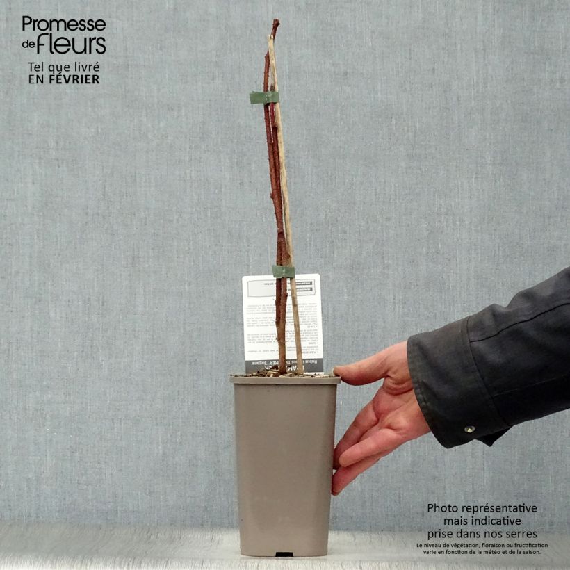 Lampone Twotimer Sugana Red Vaso da 1,5L/2L, Multifusto esemplare consegnato in inverno