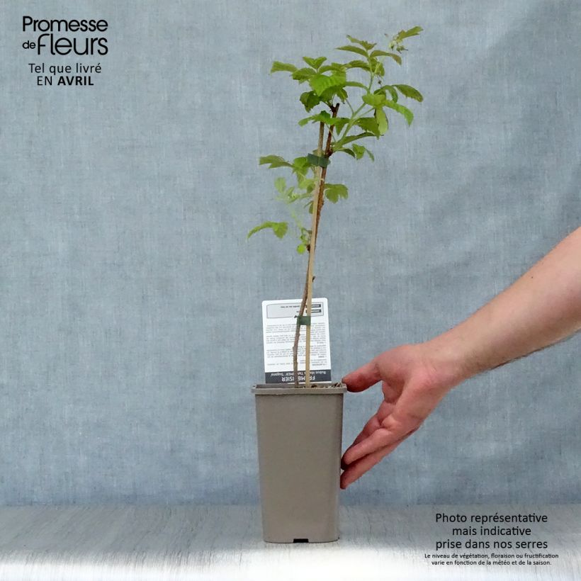 Lampone Twotimer Sugana Red Vaso da 1,5L/2L, Multifusto esemplare consegnato in primavera