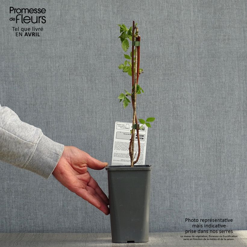 Lampone Versailles Bio Vaso da 1,5L/2L, Multifusto esemplare consegnato in primavera