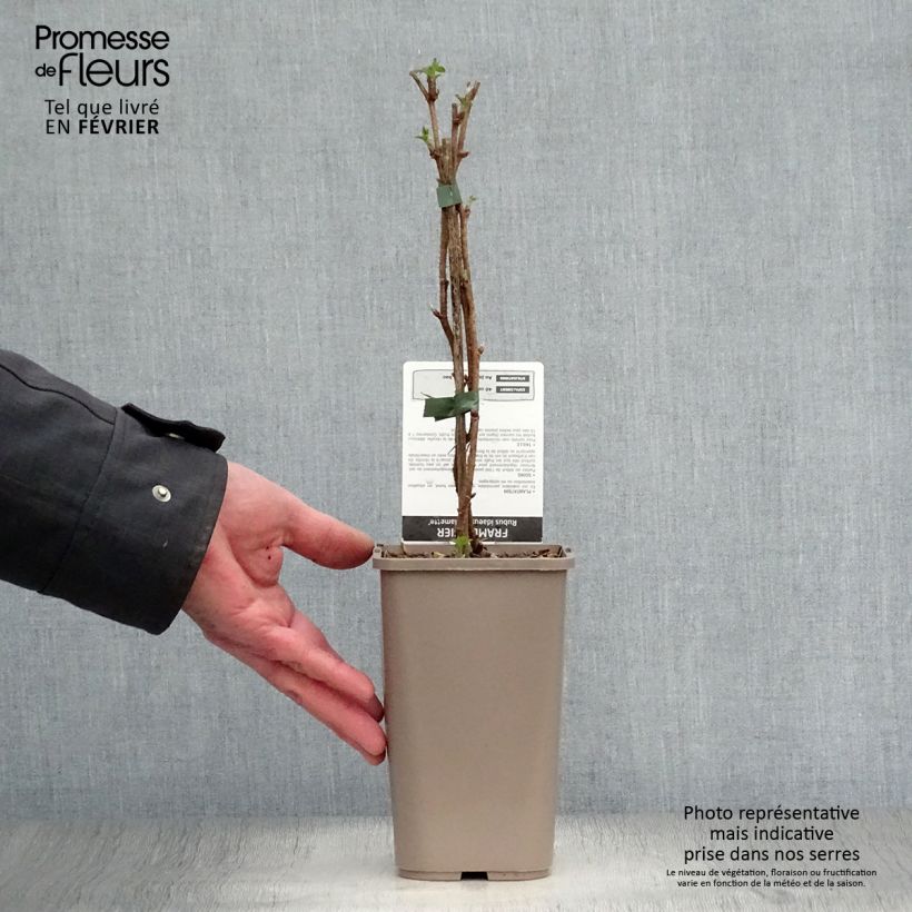 Lampone Willamette Vaso da 1,5L/2L, A cespuglio esemplare consegnato in inverno