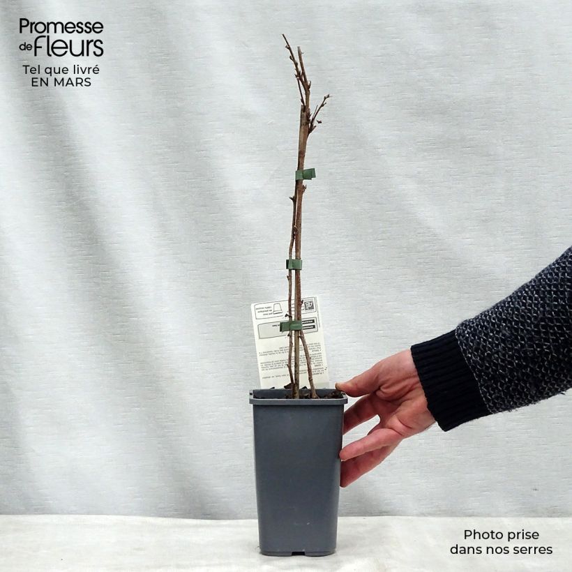 Lampone Willamette Bio Vaso da 1,5L/2L, A cespuglio esemplare consegnato in primavera