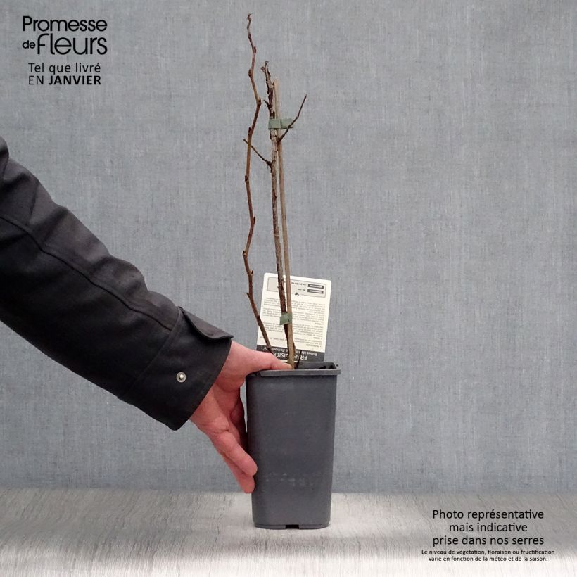 Lampone Zefa Herbsternte Vaso da 1,5L/2L, Multifusto esemplare consegnato in inverno