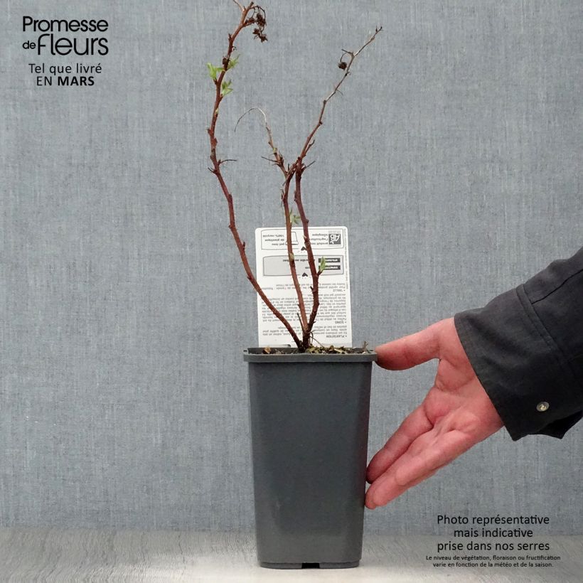 Lampone nano Little Sweet Sister Bio Vaso da 1,5L/2L, Multifusto esemplare consegnato in primavera