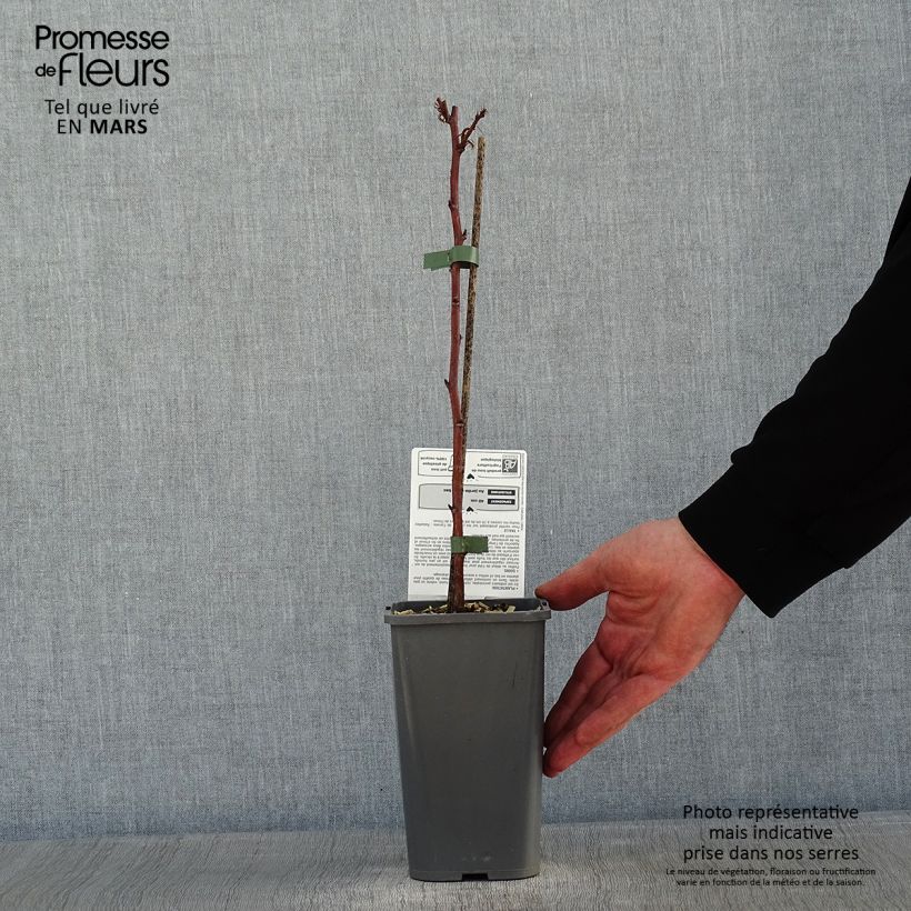 Lampone nano Little Sweet Sister Bio Vaso da 1,5L/2L, Multifusto esemplare consegnato in inverno