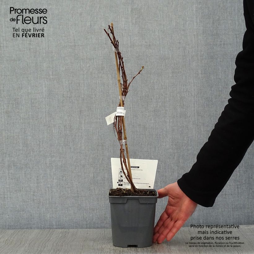 Lampone nano Autumn Belle Vaso da 2L/3L esemplare consegnato in inverno