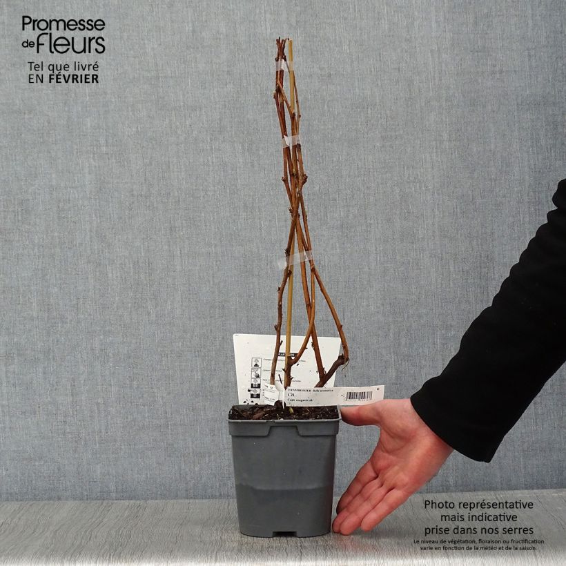 Lampone nano Bella Aromatica Vaso da 2L/3L esemplare consegnato in inverno