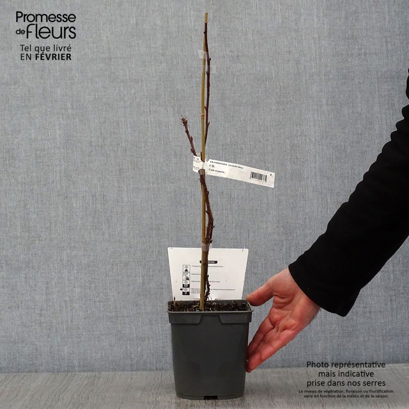 Lampone Sanibelle Vaso da 1L/1,5L esemplare consegnato in inverno