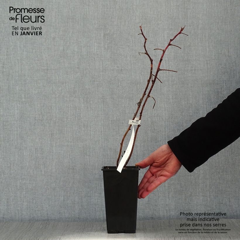 Lampone Scepter Vaso da 1L/1,5L esemplare consegnato in inverno