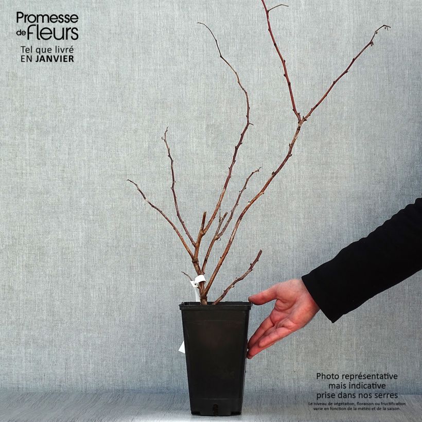 Lampone September Vaso da 2L/3L, Multifusto esemplare consegnato in inverno