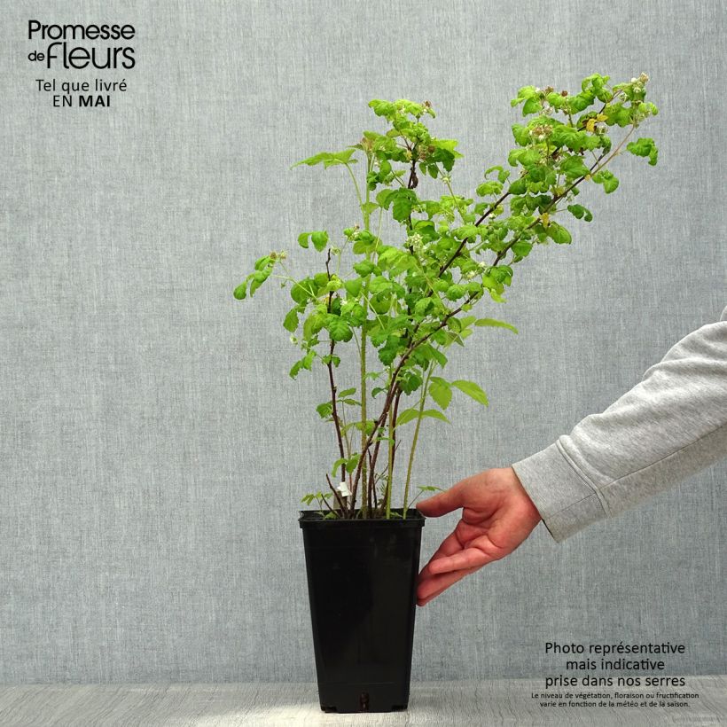 Lampone September Vaso da 2L/3L, Multifusto esemplare consegnato in primavera