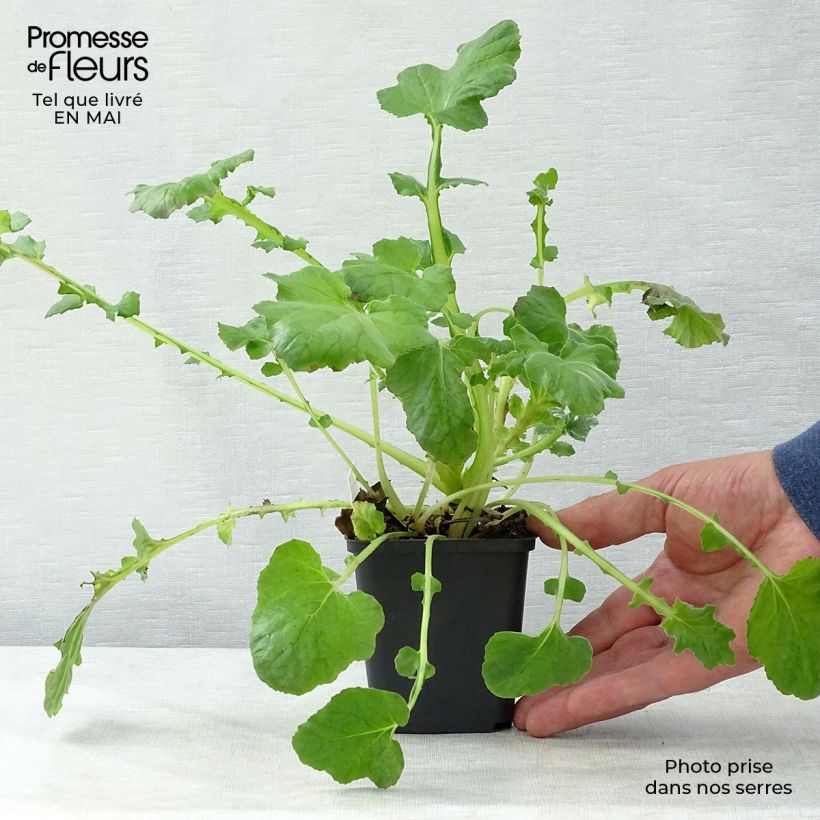 Francoa sonchifolia Vasetto da 8/9 cm esemplare consegnato in primavera