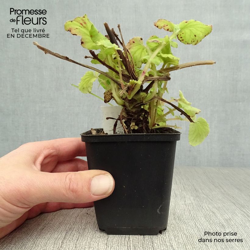 Francoa sonchifolia Vasetto da 8/9 cm esemplare consegnato in inverno