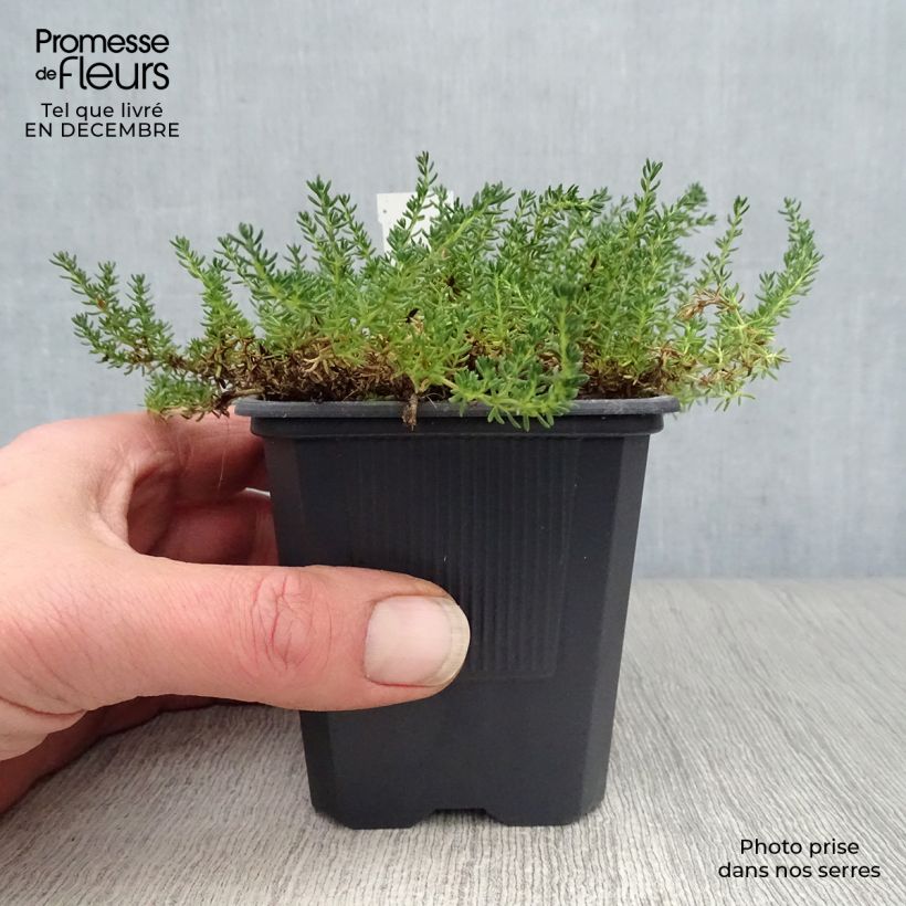 Frankenia laevis Vasetto da 8/9 cm esemplare consegnato in inverno