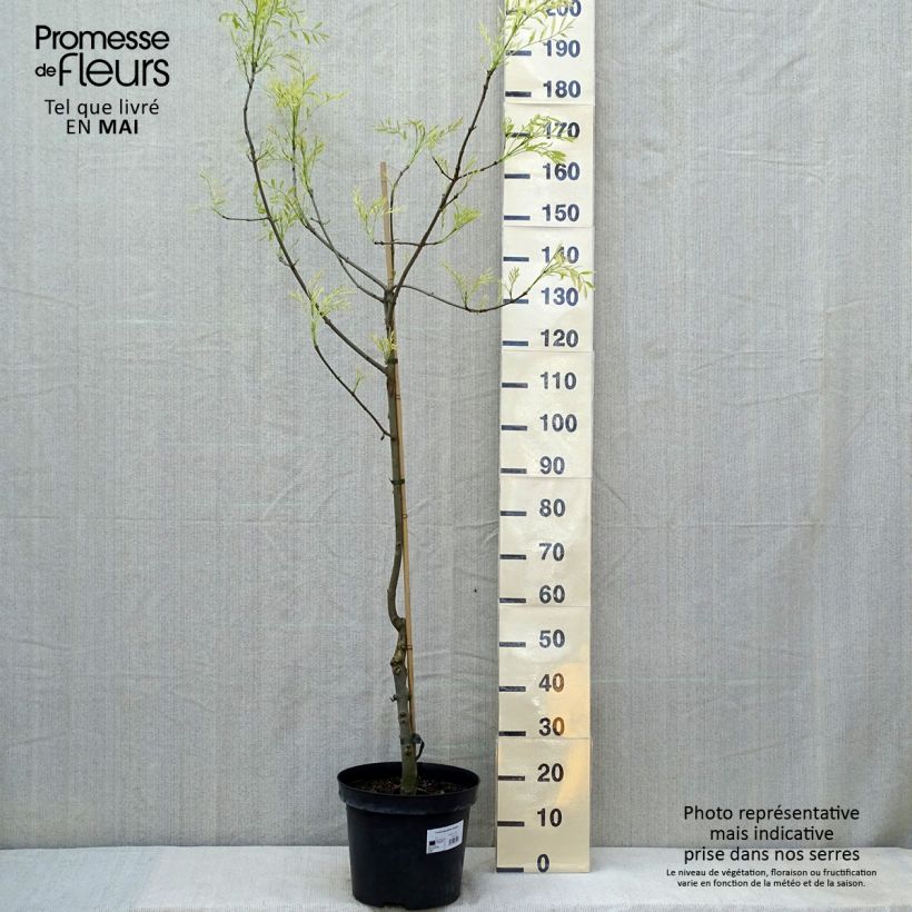 Fraxinus angustifolia Variegata Vaso da 12L/15L esemplare consegnato in primavera